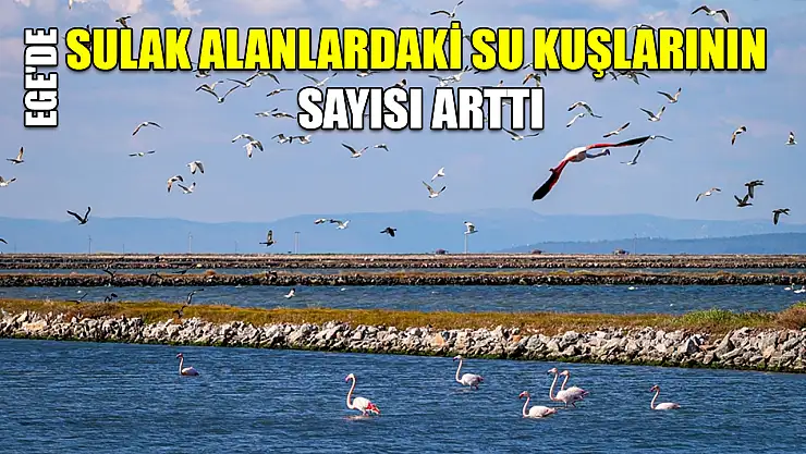 Ege'de sulak alanlardaki su kuşlarının sayısı arttı