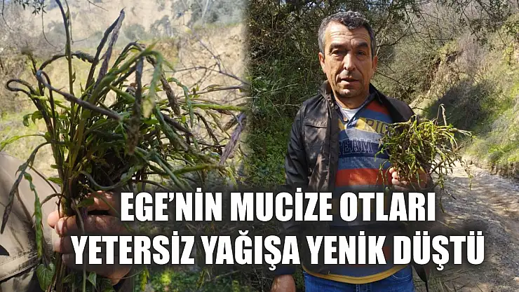 Ege'nin mucize otları yetersiz yağışa yenik düştü