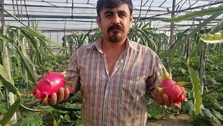 Ejder meyvesinde hasat zamanı