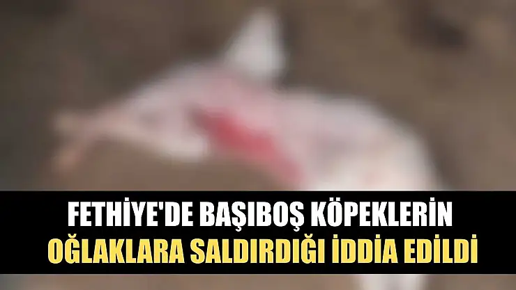 Fethiye'de başıboş köpeklerin oğlaklara saldırdığı iddia edildi