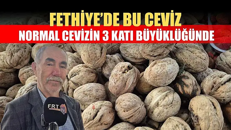 Fethiye'de bu ceviz normal cevizin 3 katı büyüklüğünde