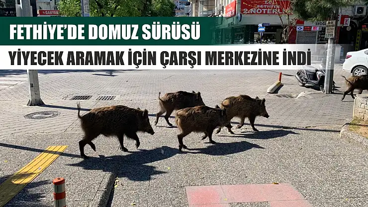 Fethiye'de domuz sürüsü yiyecek aramak için çarşı merkezine indi