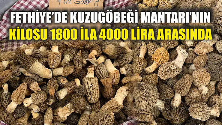 Fethiye'de Kuzugöbeği Mantarı'nın kilosu 1800 ila 4000 lira arasında