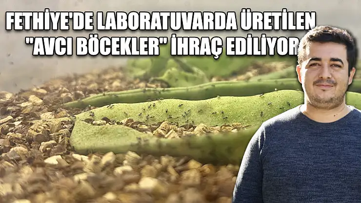 Fethiye'de laboratuvarda üretilen 'avcı böcekler' ihraç ediliyor