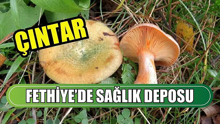 Fethiye'de sağlık deposu: Çıntar