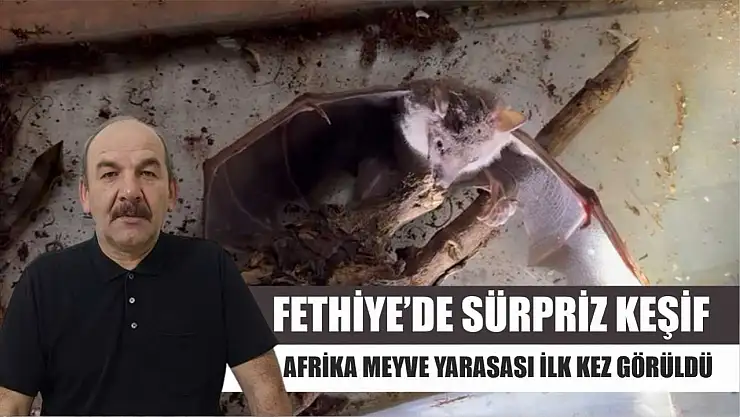 Fethiye'de Sürpriz Keşif: Afrika Meyve Yarasası İlk Kez Görüldü
