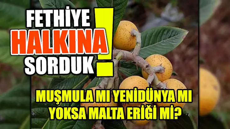 Fethiye halkına sorduk! Muşmula mı yenidünya mı yoksa Malta eriği mi?