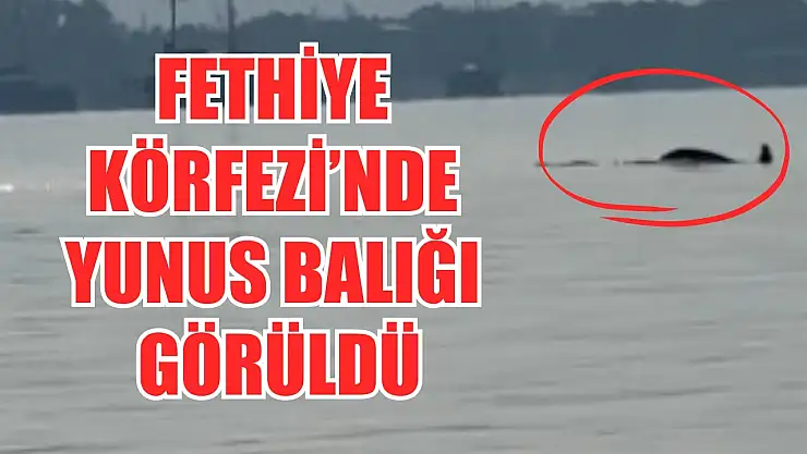 Fethiye Körfezi'nde yunus balığı görüldü