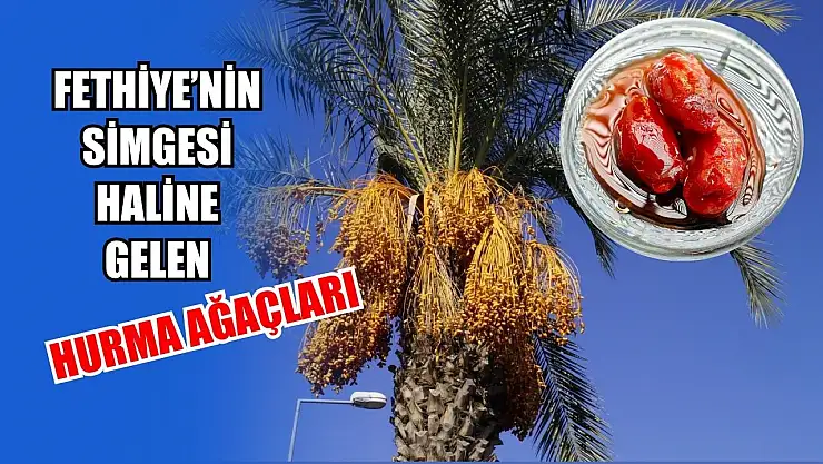 Fethiye'nin simgesi haline gelen hurma ağaçları