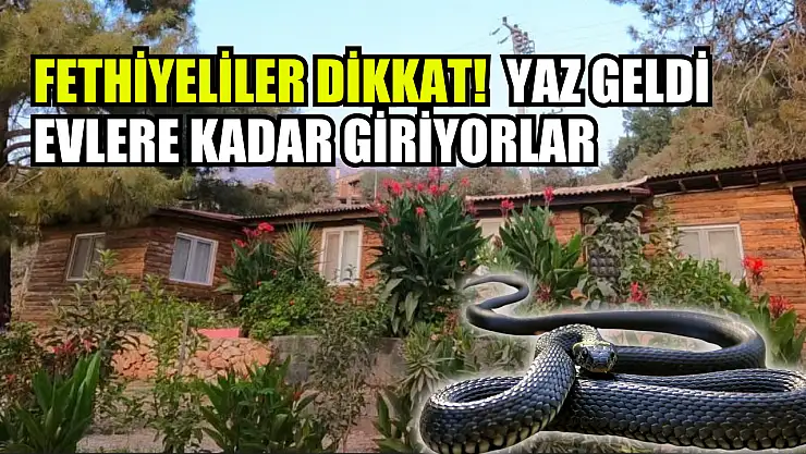 Fethiyeliler dikkat! Yaz geldi evlere kadar giriyorlar