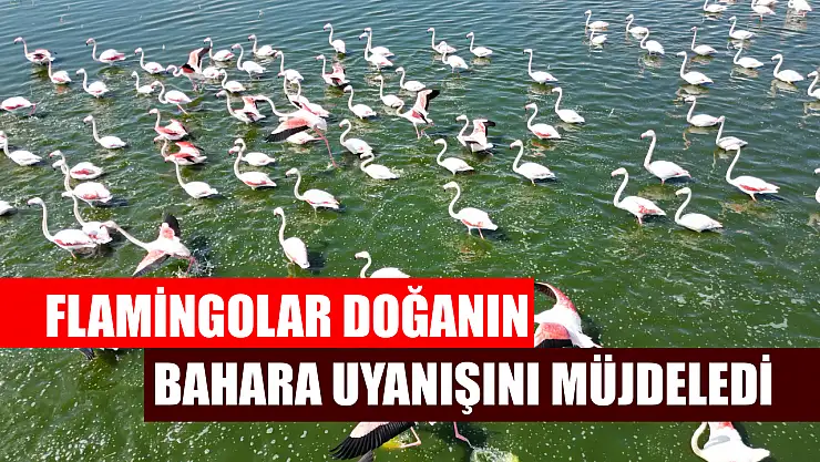Flamingolar doğanın bahara uyanışını müjdeledi
