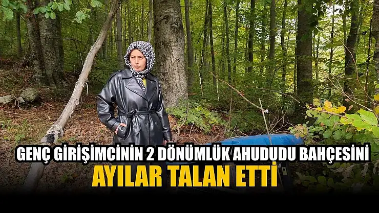 Genç girişimcinin 2 dönümlük ahududu bahçesini ayılar talan etti