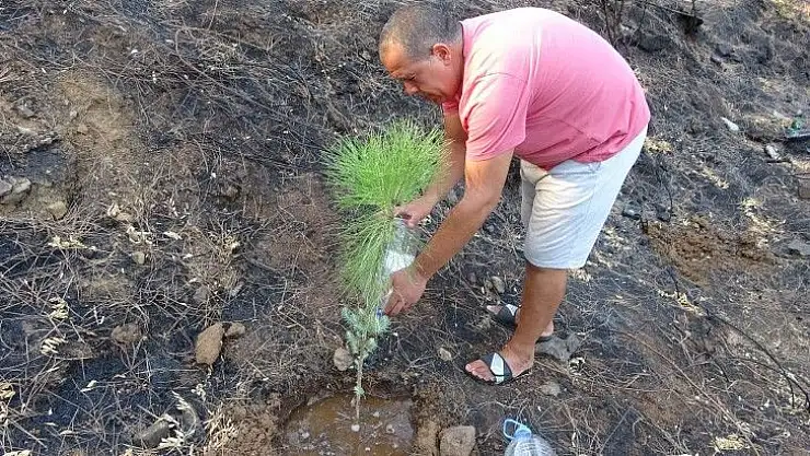 Gözü gibi bakarak biriktirdiği 4 bin ağaç tohumunu yanan ormanlar için paylaşmak istiyor