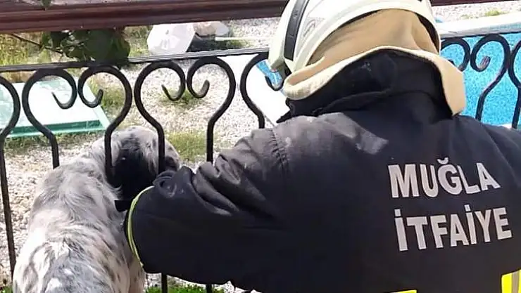 KORKULUĞA SIKIŞAN KÖPEK KURTARILDI