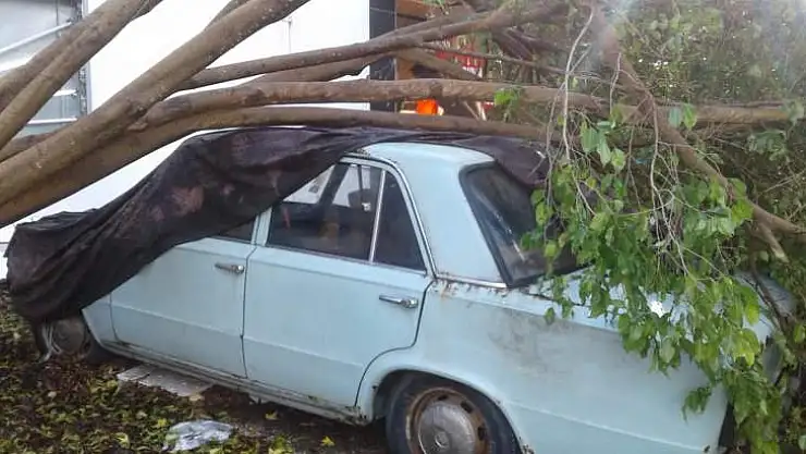 YAĞMURLA BİRLİKTE FIRTINA AĞAÇLARI DA YIKTI