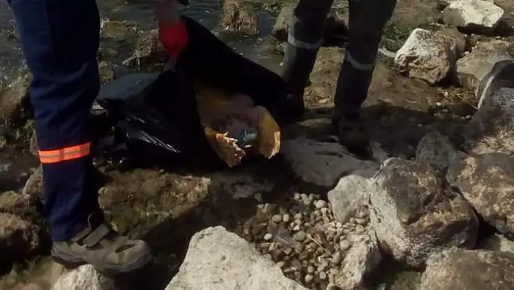 FETHİYE'DE KIYIYA ÖLÜ CARETTA CARETTA VURDU