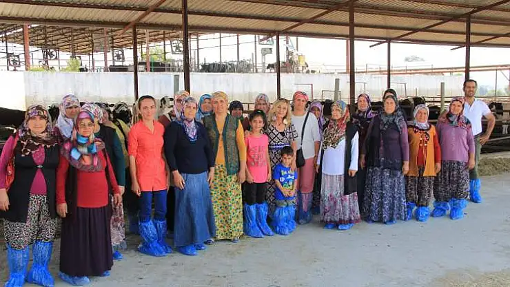 Sütte verimi arttırmaya yönelik çalışmalar devam ediyor