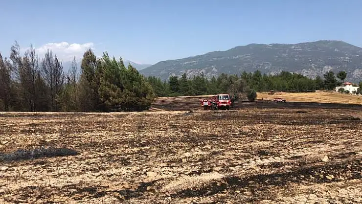 Orman Yangını : 2 Hektarlık Alan Yandı