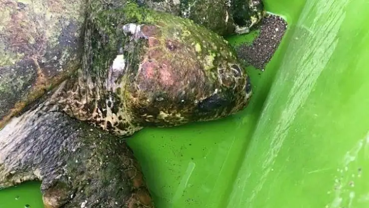 Halatlara takılan carreta caretta için seferber oldular