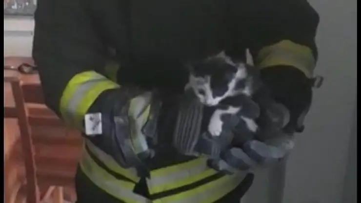 Havalandırma borusuna mahsur kalan yavru kedi duvar kırılarak kurtarıldı