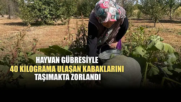 Hayvan gübresiyle 40 kilograma ulaşan kabaklarını taşımakta zorlandı