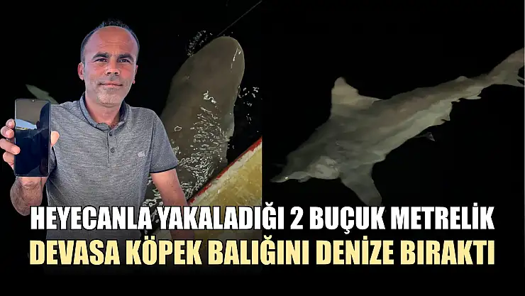 Heyecanla yakaladığı 2 buçuk metrelik devasa köpek balığını denize bıraktı