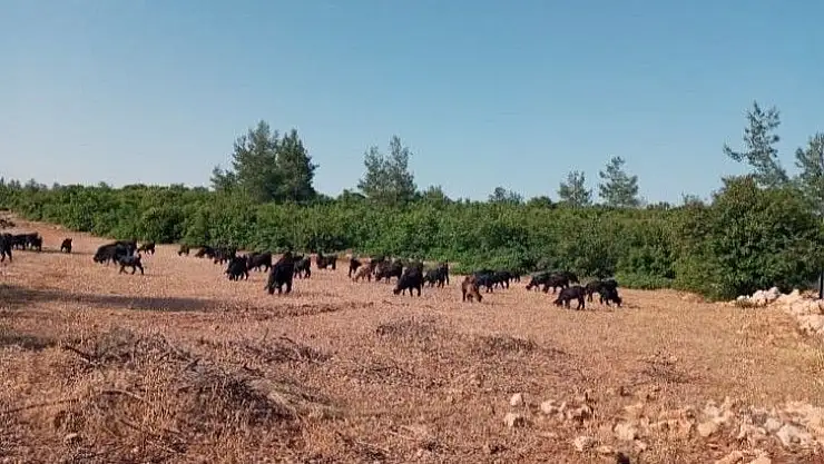 Hırsızlar çobanın keçileri ile birlikte hayallerini de çaldılar