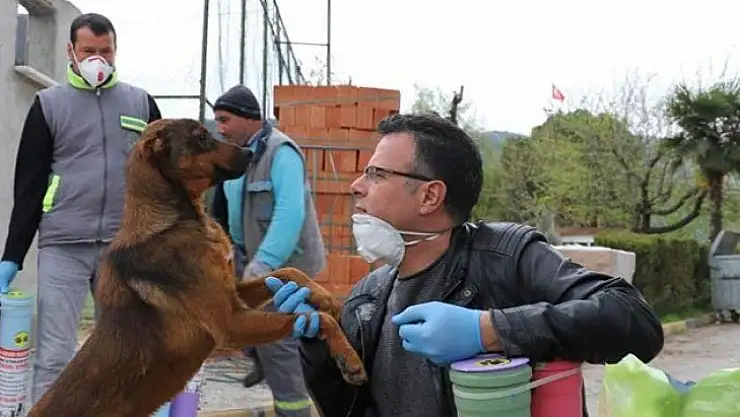 İçişleri Bakanlığından 'Sokak Hayvanları' genelgesi