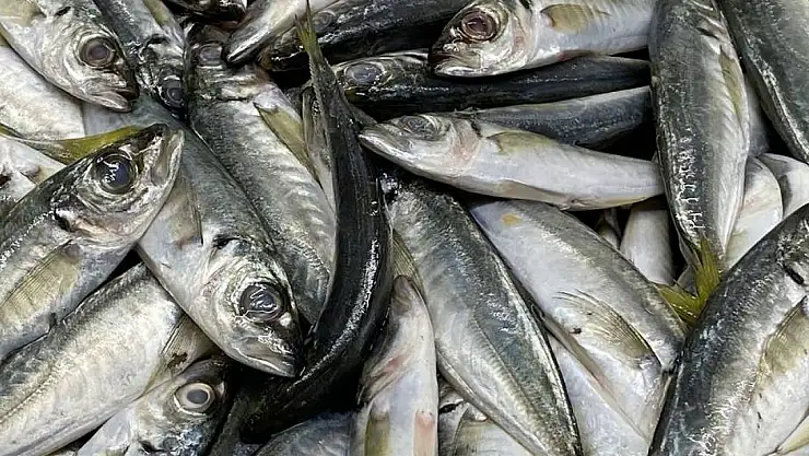 İhracatı, su ürünleri sırtlıyor