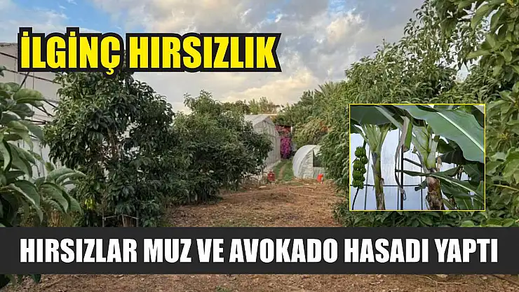 İlginç hırsızlık: Hırsızlar muz ve avokado hasadı yaptı