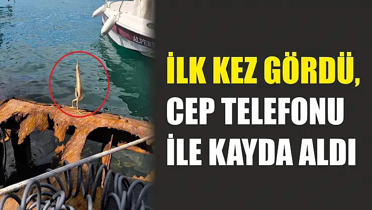 İlk kez gördü, cep telefonu ile kayda aldı