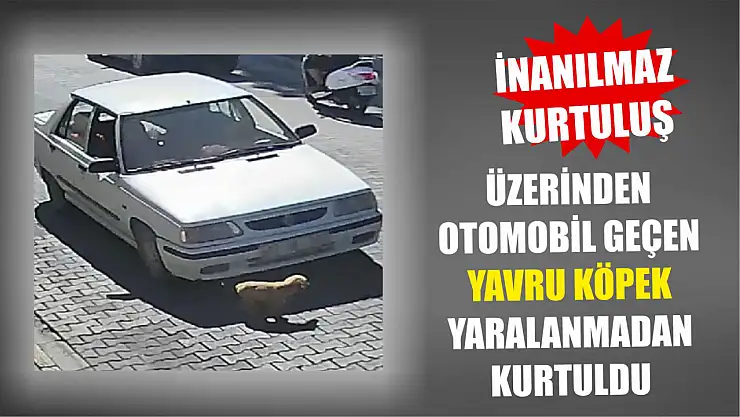 İnanılmaz kurtuluş: Üzerinden otomobil geçen yavru köpek yaralanmadan kurtuldu