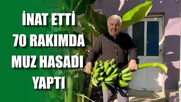 İnat etti, 70 rakımda muz hasadı yaptı