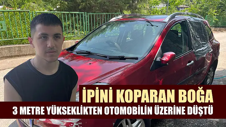 İpini koparan boğa 3 metre yükseklikten otomobilin üzerine düştü