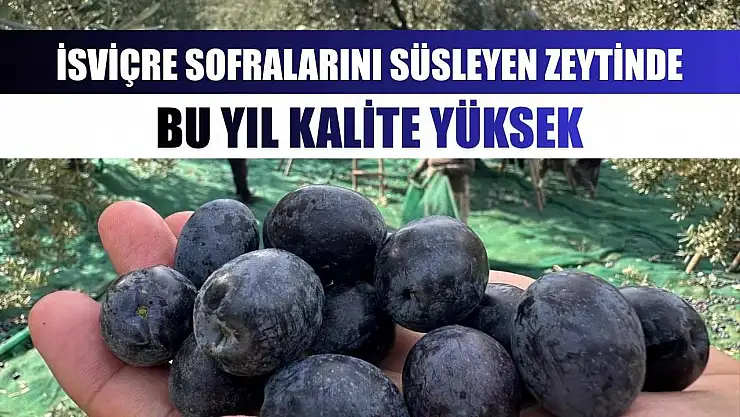 İsviçre sofralarını süsleyen zeytinde bu yıl kalite yüksek