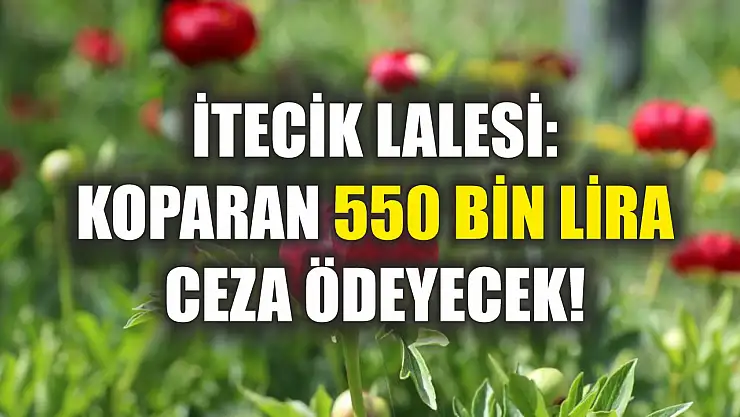 İtecik Lalesi: Koparan 550 Bin Lira Ceza Ödeyecek!