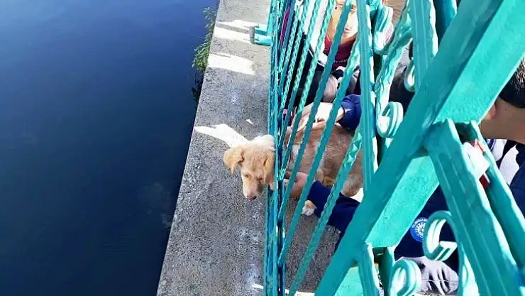 Kafası demir korkuluklara sıkışan yavru köpek kurtarıldı