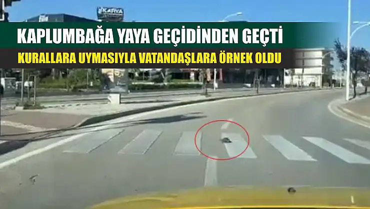 Kaplumbağa yaya geçidinden geçti, kurallara uymasıyla vatandaşlara örnek oldu
