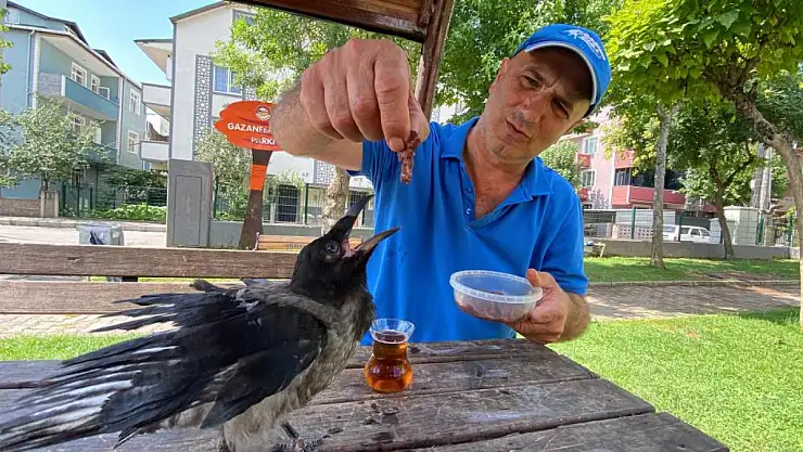 Karga, Rize çayı dışında bir şey içmiyor