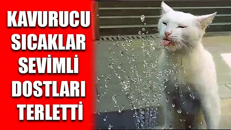 Kavurucu Sıcaklar Sevimli Dostları Terletti