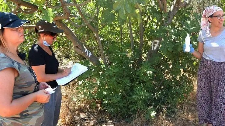 KAYA İNCİRİ İÇ VE DIŞ PAZARDA RAĞBET GÖREBİLECEK KAPASİTEDE