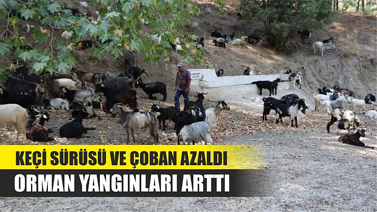 Keçi sürüsü ve çoban azaldı, orman yangınları arttı