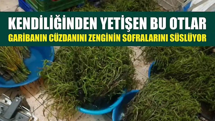 Kendiliğinden yetişen bu otlar garibanın cüzdanını zenginin sofralarını süslüyor