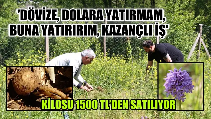 Kilosu 1500 TL'den satılıyor: 'Dövize, dolara yatırmam, buna yatırırım, kazançlı iş'