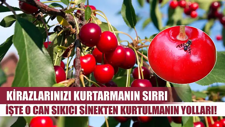 Kirazlarınızı Kurtarmanın Sırrı: İşte O Can Sıkıcı Sinekten Kurtulmanın Yolları!