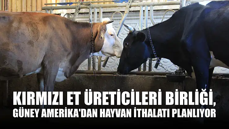 Kırmızı Et Üreticileri Birliği, Güney Amerika'dan hayvan ithalatı planlıyor