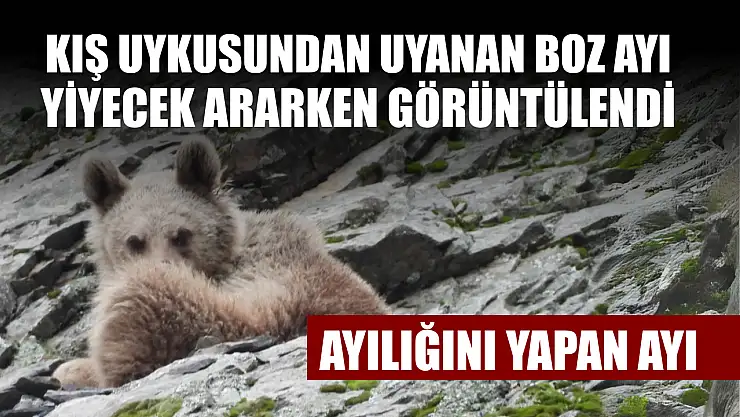Kış uykusundan uyanan boz ayı yiyecek ararken görüntülendi