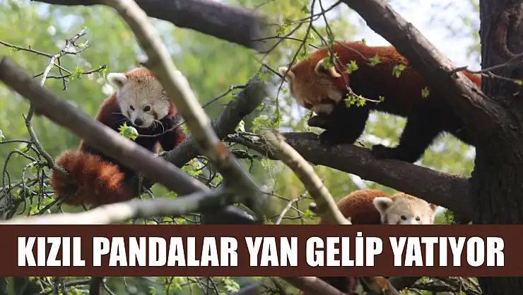 Kızıl pandalar yan gelip yatıyor