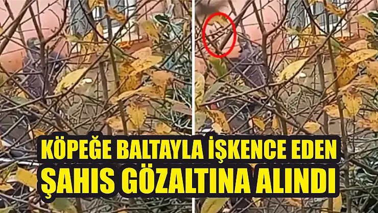 Köpeğe baltayla işkence eden şahıs gözaltına alındı