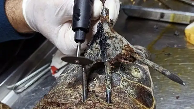 Koruma altındaki kaplumbağaya zıpkınlı vahşet